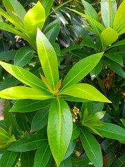 close up of a plant