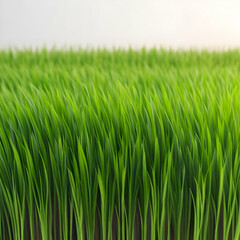 Fototapeta premium Green, Green grass, green rice field, Greenery, Grass field wallpaper, Green Wallpaper, Grass wallpaper, Green Background, Wallpaper, HD wallpaper