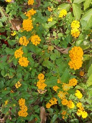 flowers in the garden