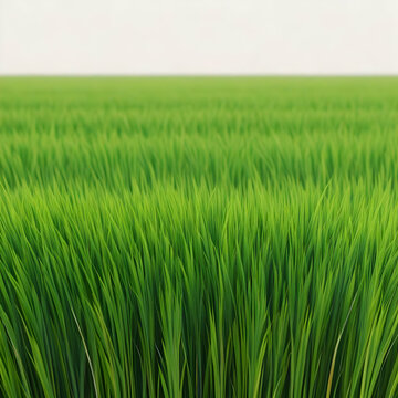Green, Green grass, green rice field, Greenery, Grass field wallpaper, Green Wallpaper, Grass wallpaper, Green Background, Wallpaper, HD wallpaper