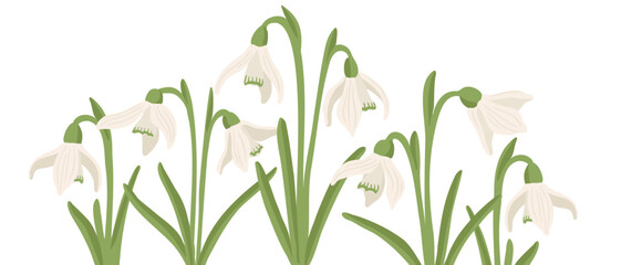 snowdrops, spring flowers, vector drawing wild plants at white background, floral elements, hand drawn botanical illustration