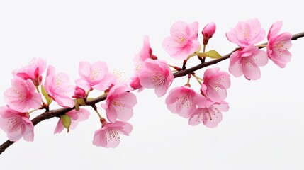Sakura (cherry blossoms), isolated on a white backdrop, flowering in the spring