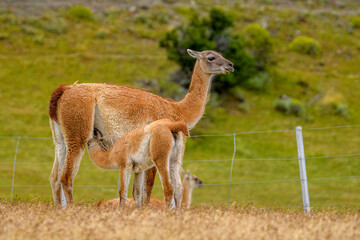 Guanaco with a suckling calf, Torres del Paine National Park, Chile