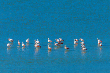 Chilean Flamingo, Torres del Paine National Park, Chile