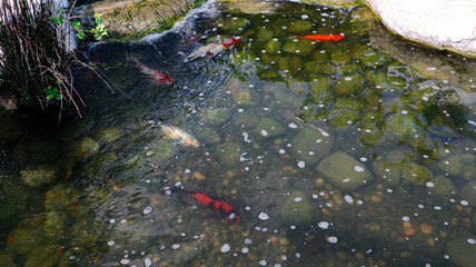 koi pond water fountain in front of house.