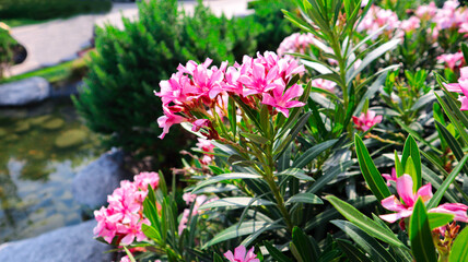 .Flower oleander pink