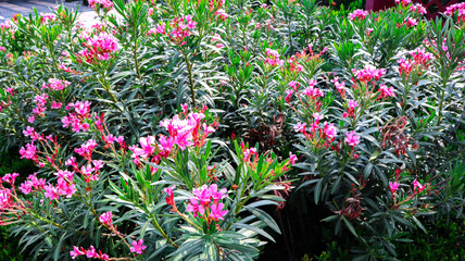 Fototapeta na wymiar Flower oleander pink land of garden