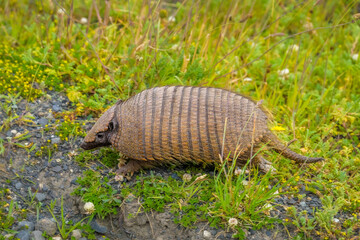 Pichi, Torres del Paine National Park, Chile