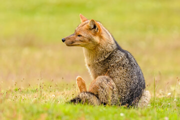 south american grey fox, Torres del Paine National Park, Chile