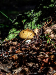 valui mushrooms in the forest, the mushroom has an oily cap