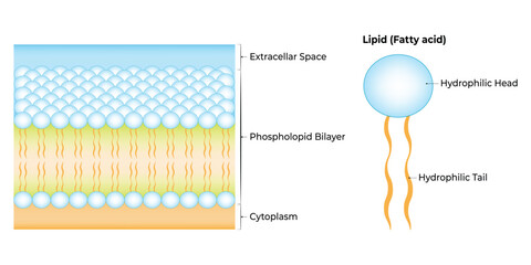 Lipid Fatty Acid Science Design Vector Illustration