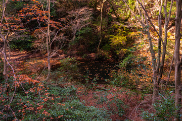 紅葉の風景