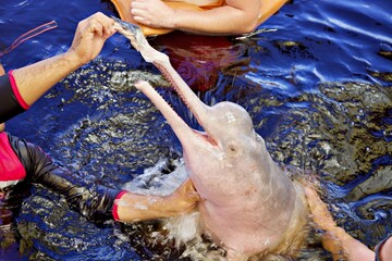 Fütterung von Flussdelfin © Peter