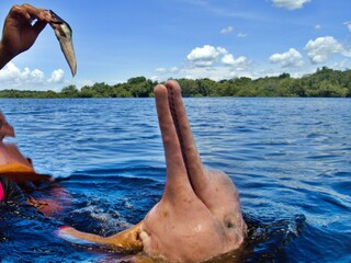 Fütterung von Flussdelfin © Peter