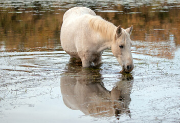 Young white mare reflecting in water while grazing on eel grass in the Salt River near Mesa Arizona...