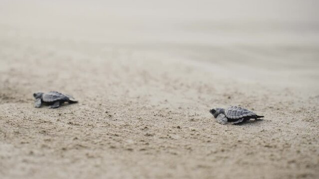 baby new born turtle running In sandy beach to reach open sea water 