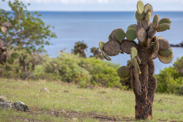 Prickly pear cactus trees (Opuntia galapageia) on South Plaza Island, Galapagos National Park, Ecuador.