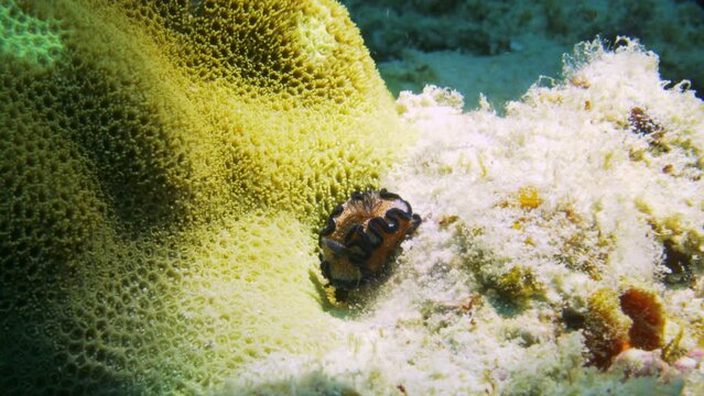 Beautiful bright orange and blue nudibranch (Glossodoris cincta) fighting against the strong ocean current on a colourful reef.