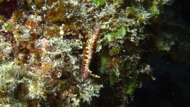 Super colorful bright orange and white nudibranch (Hypselodoris maculosa) with purple dots on a colorful reef background.