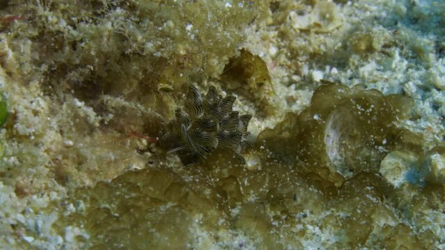 Beautiful Cyerce nigricans nudibranch gracefully gliding on the soft corralled ocean floor looking for a suitable feeding ground.