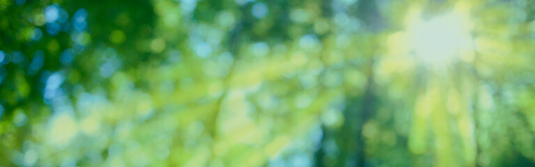 sunshine forest blur bokeh background