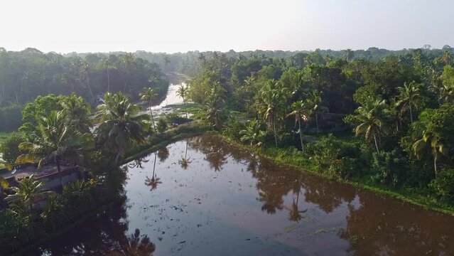 The farm is flooded, field has been plowed and watered for cultivation, High angle shot , aerial shoot, Rice fields in Asia