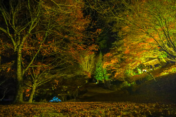 大井平公園のライトアップされた紅葉