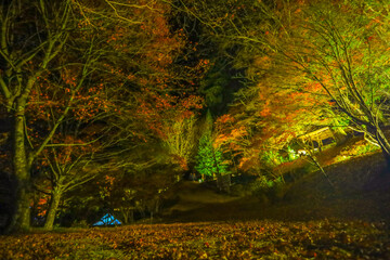 大井平公園のライトアップされた紅葉