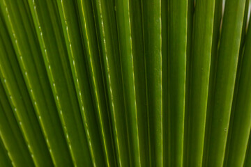 Fototapeta na wymiar Abstract green plant leaf background