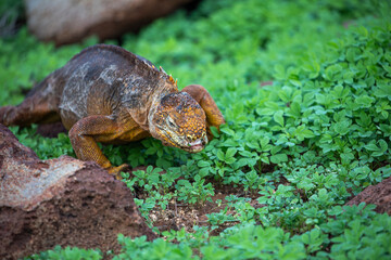 A Galapagos land (Conolophus subcristatus) Iguana on North Seymour Island, Galapagos.