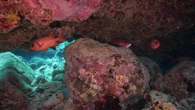 Bright red-colored Blackfin snapper not being shy and imposing its presence underwater.