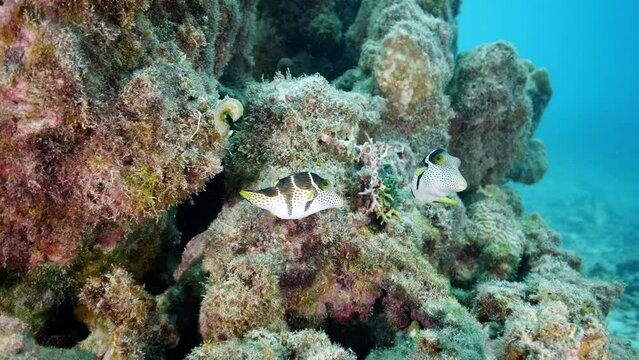Two cute valentine puffer fish enjoy the warm tropical water close to volcanic rock formation.