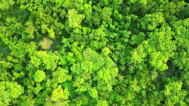 Aerial view from a tropical forest in brazil, very dense and diverse, with great biodiversity  Brasil Drone shot