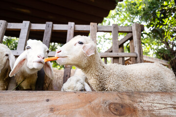 Cute funny lamb eating carrots at the petting zoo.