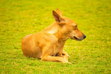 A cute brown pet dog. Picture useful for gift, kids, children, students, teachers, house interiors.  Picture taken near Chennai, Tamil Nadu, India.