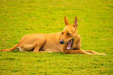 A cute brown pet dog. Picture useful for gift, kids, children, students, teachers, house interiors.  Picture taken near Chennai, Tamil Nadu, India.