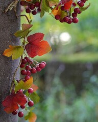 秋はぶどうの収穫時期