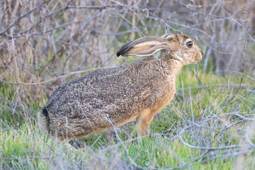 Black-tailed jackrabbit flattening its ears and crouching, both are indications of being scared and...