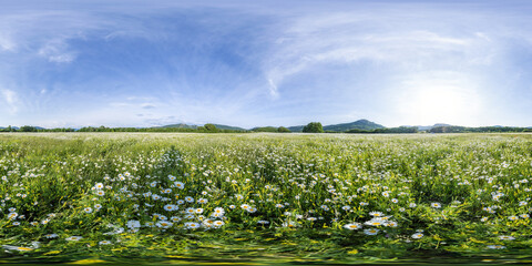 Chamomile field panorama. White daisy flowers in large field of lush green grass at sunset. 360...