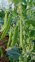 Green peas grow in the garden. Beautiful close up of green fresh peas and pea pods. Healthy food....