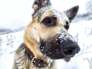 Dog German Shepherd in a winter day and white snow arround. Waiting eastern European dog veo and...