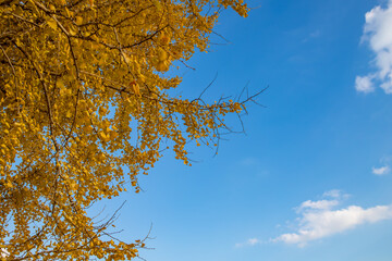 イチョウと青空