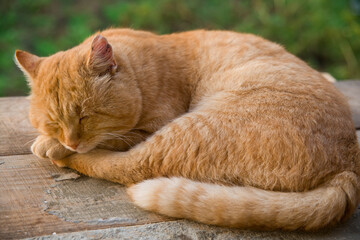 A red cat sleeps on old boards.