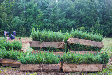 Coniferous tree seedlings are stacked in wooden boxes. young seedlings are prepared for planting in the forest. Small figures of people in the background.