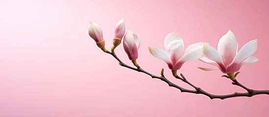 Foto op Canvas Blooming magnolia blossom in hot pink, with soft focus foliage and sunlit opening flower. © TheWaterMeloonProjec