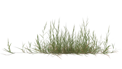 grass transparent background