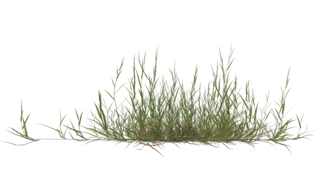 grass transparent background