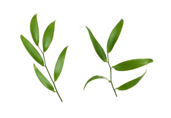 Set of twigs of italian ruscus (DANAE RACEMOSA) with green leaves isolated on white or transparent background