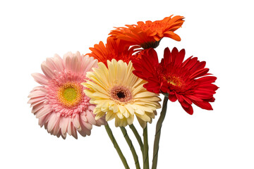 Bouquet of colorful gerbera flowers isolated on white.