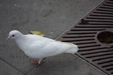 Pure white pigeon walking in street park, on concrete, looking around
